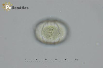Perovskia atriciplifolia pollen