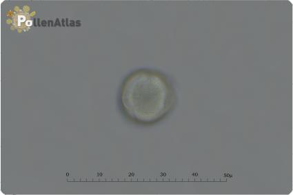 Philadelphus coronarius