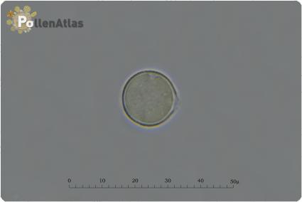 Philadelphus coronarius