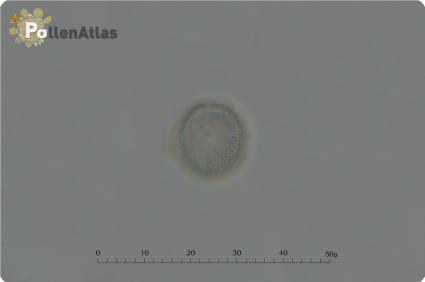 Philadelphus coronarius