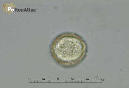 Pistacia terebinthus