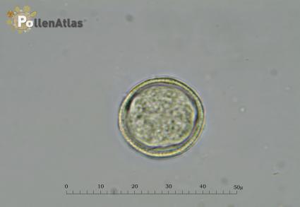 Pistacia terebinthus