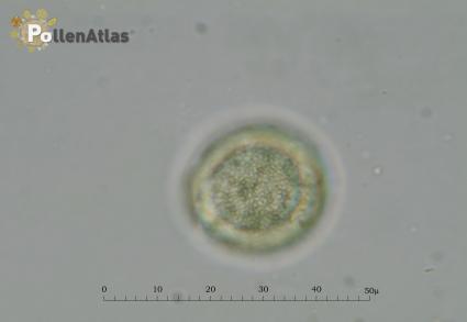 Pistacia terebinthus