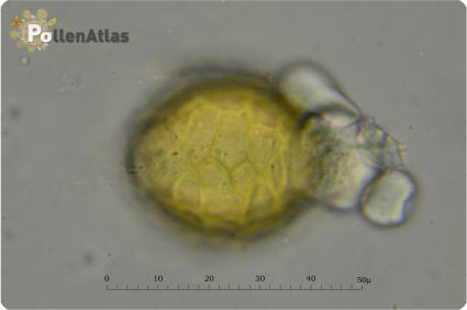 Bituminaria bituminosa