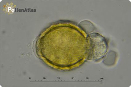 Bituminaria bituminosa