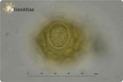 Bituminaria bituminosa