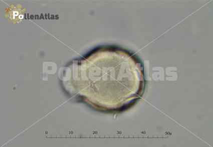 Pyrus amygdaliformis