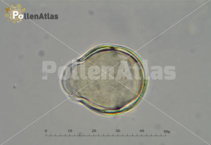 Pyrus amygdaliformis