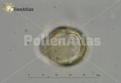 Pyrus amygdaliformis