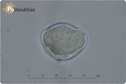 Robinia pseudoacacia