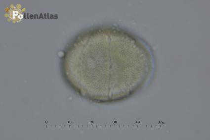 Rosmarinus officinalis