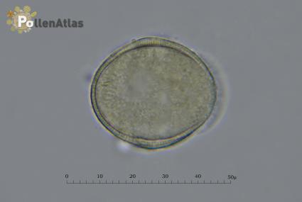 Rosmarinus officinalis