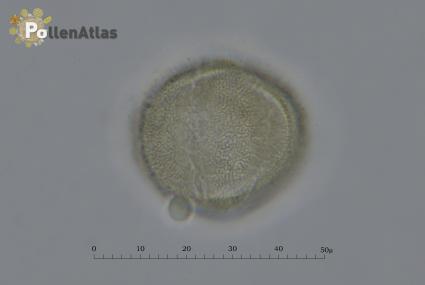 Rosmarinus officinalis