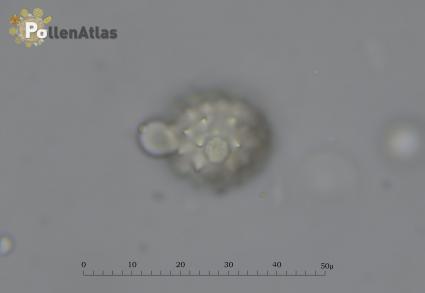 Solidago virga-aurea