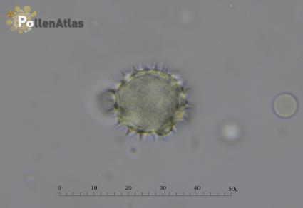 Solidago virga-aurea