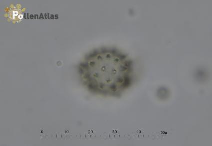 Solidago virga-aurea