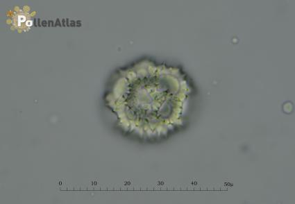 Taraxacum erythrospermum