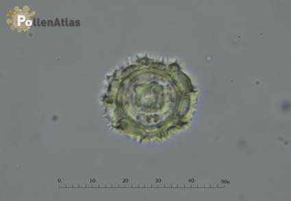 Taraxacum erythrospermum
