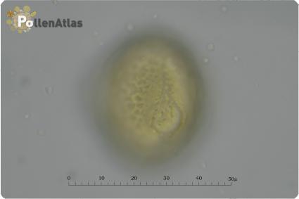 Trifolium incarnatum