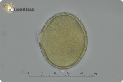 Trifolium incarnatum