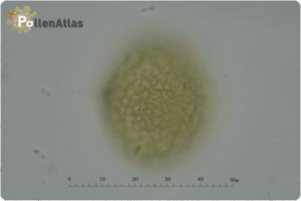 Trifolium incarnatum