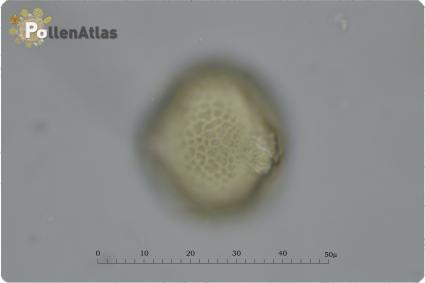 Trifolium subterraneum
