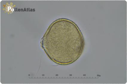 Trifolium subterraneum