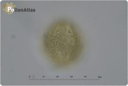 Trifolium subterraneum