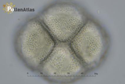 Catalpa bignonioides