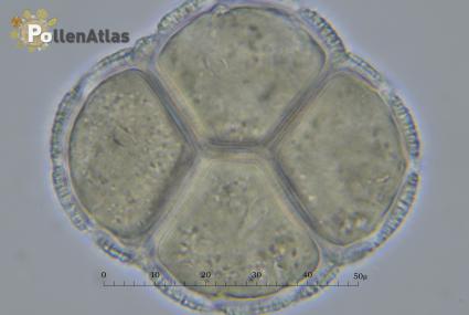 Catalpa bignonioides