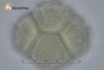 Catalpa bignonioides