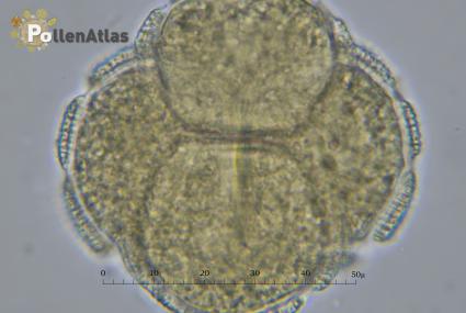 Catalpa bignonioides