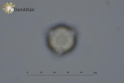 Aesculus hippocastanum