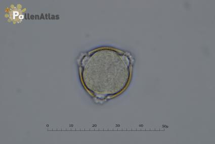 Aesculus hippocastanum