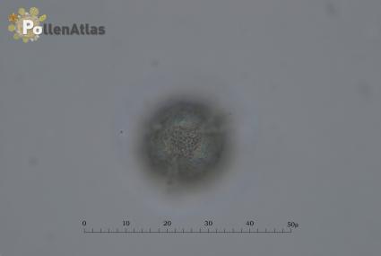 Aesculus hippocastanum