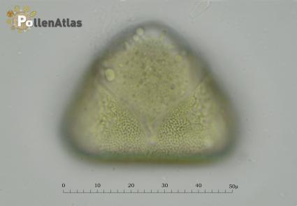 Asphodelus microcarpus