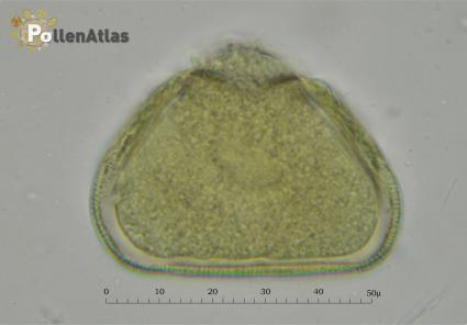 Asphodelus microcarpus