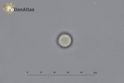 Buglossoides arvensis