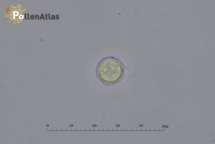 Buglossoides arvensis