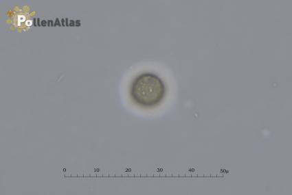 Buglossoides arvensis