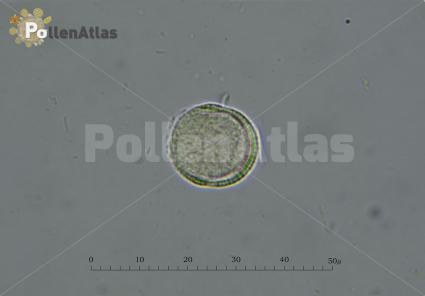 Capsella bursa-pastoris