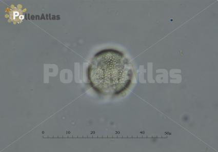 Capsella bursa-pastoris