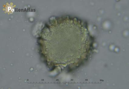 Carduus pycnocephalus