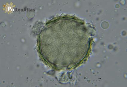 Carduus pycnocephalus