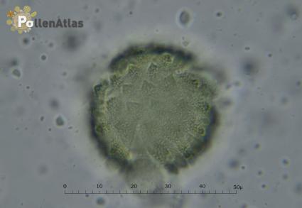 Carduus pycnocephalus