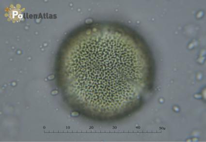 Cistus monspeliensis