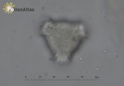Cotoneaster horizontalis
