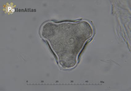 Cotoneaster horizontalis