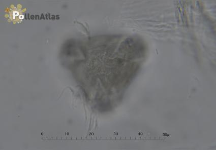 Cotoneaster horizontalis