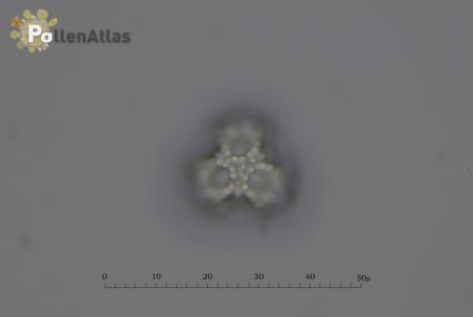 Crepis leontodontoides